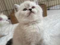 British Longhair-Shorthair Ve Scottish Fold Yavrular