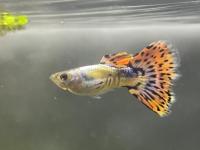 3 yetişkin 16 yavru lepistes