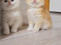 Üst Soy Show Kalite Dişi Ve Erkek Her Kodda Yavru Kediler