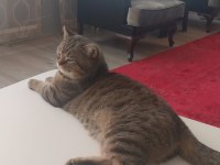 Trabzon İçi Sahiplendirilecek Kedimiz Paşa