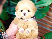 Toy poodle birbirinden güzel köpekler