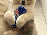 Pomeranian Boo Pasaport Ve Eğitimli Satılık