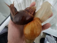 Dev afrika salyangozu (kargo imkanı)