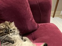 Çiko Yavru Kedimizyeni Sahiplerini Bekliyor