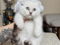 Scottish fold silver point