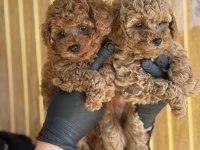 Toy Poodle Yavrularımız