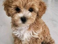 Adrese Teslim Ve Kapıda Ödeme Mevcut Maltipoo