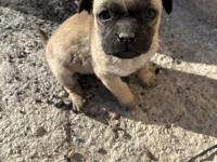 Pug Mops 2 Yaşında Yavrusu 2 Aylık Aşıları Tam