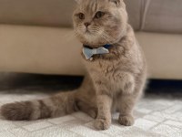 Kedimizi güzel aileye sahiplendirmeyi düşünüyoruz