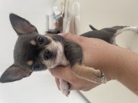 Elma Kafa Küt Burun Mükemmel Anatomi Chihuahua Yavrularımız