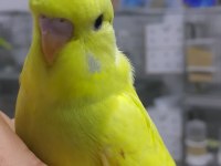 Alıştırmalık Konuşturmalık Muhabbet Kuşu Yavrular