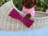 Toy Poodle Köpeğimiz