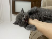 Minnoş yavru british shorthair