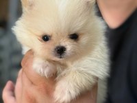 Pomeranian Erkek Yavruları