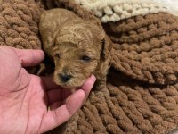 Teacup toy poodle yavrular