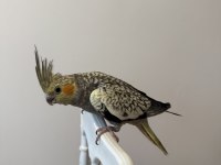 Sultan Papağanımız Sahiplendirilecektir