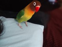 Dişi Cennet Papağanımız