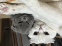 Duman Rengi Scottish Ve British Bebekler