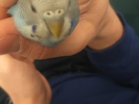 Genç Muhabbet Kuşumuz Erkek Yavru İle Takas Olabilir