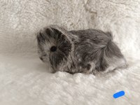 Yavru guinea pig