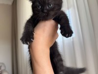 British Shorthair Yavru Kediler