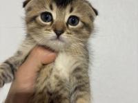 Scottish fold 50 günlük yavru kediler