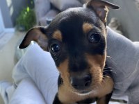 Erkek minyatür pinscher 2 aylık