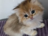 Pofuduk British Longhair Güzellikler
