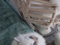 A Kalite British Shorthair Arayanlara