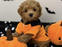 Büyümeyen maltipoo bebekler