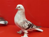 Şebap Mavi Çakmaklı Güvercin