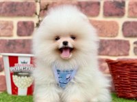 Safkan Pomeranian Boo Yavrular