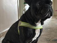 1.5 yaşında full eğitimli siyah french bulldog (ev köpeği)