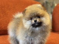 Orange Erkek Pomeranian Boo