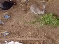 Sağlıklı tavşanlar