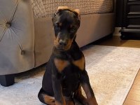 Sağlık ve ırk garantili doberman