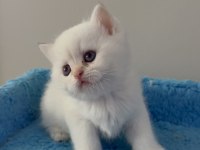 British Shorthair Golden Point Dişi & Erkek Yavrular