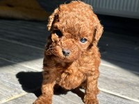 Kore red-brown toy poodle yavrularımız