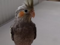 Erkek yavru sultan papağanı 3 aylık ele alışık evcil papağanımız