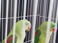 Erkek Ve Dişi Alexander Papağanı (İskender Papağanı)