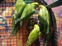 Kapalı Bilezik Pakistan Papağanlarımız