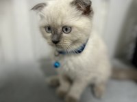 Scottish Fold Kedimiz