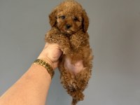 A Kalite Toy Poodle Aşılı Bebeklerimiz