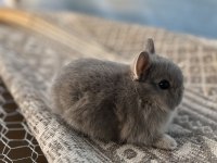 Hollanda Cüce Tavşan