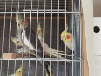 Sultan papağanı ev üretimi