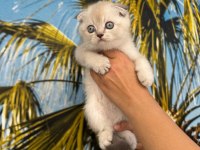 Irk ve sağlık garantili scottish fold bebekler