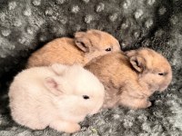 Orijinal cüce tavşan yavruları istanbul