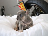 Exotic French Bulldog Yavruları
