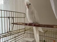 Albino Sultan Papağanı Cinnamon