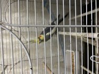 Grey erkek damızlık sultan papağanı